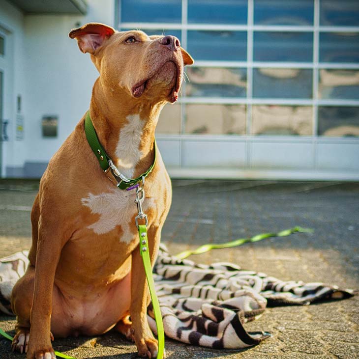 American-Staffordshire-Hündin Nala, Werkstatthündin bei Gelhaus Motorsport